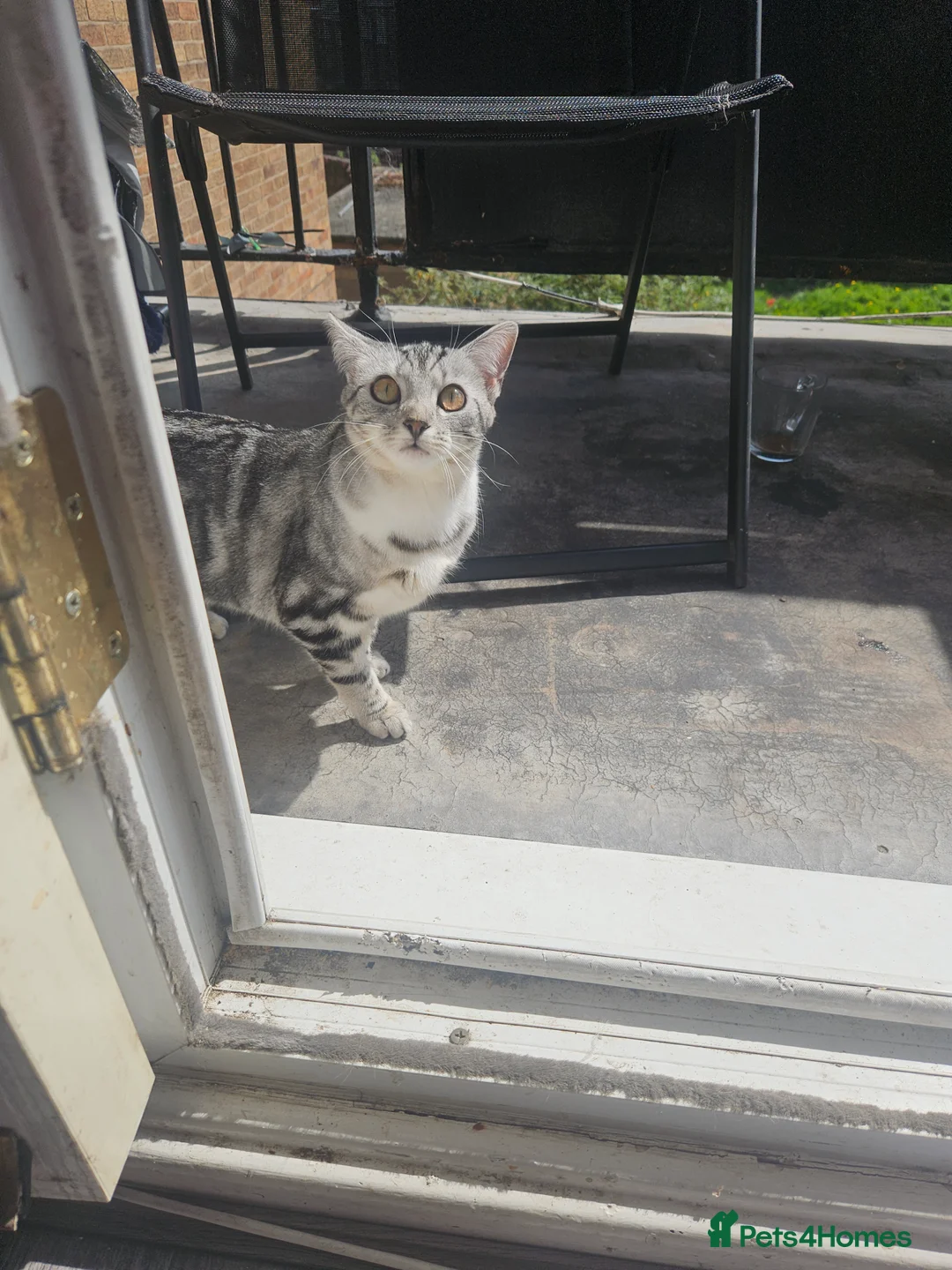 Mixed Breed cats for sale: Kittens  - Advert 2