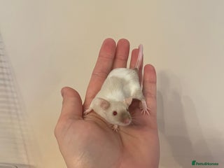 Mouse rodents for sale - Advert 1
