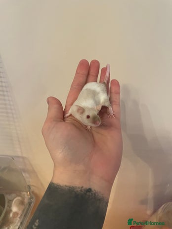 Mouse rodents - Advert 1