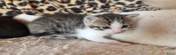 Mixed Breed cats for sale: 3 adorable kittens for sale - Advert 4