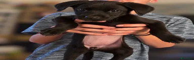Labrador Retriever 4