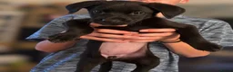 Labrador Retriever dogs for sale: Labrador Retrievers Ready Now  - Advert 17