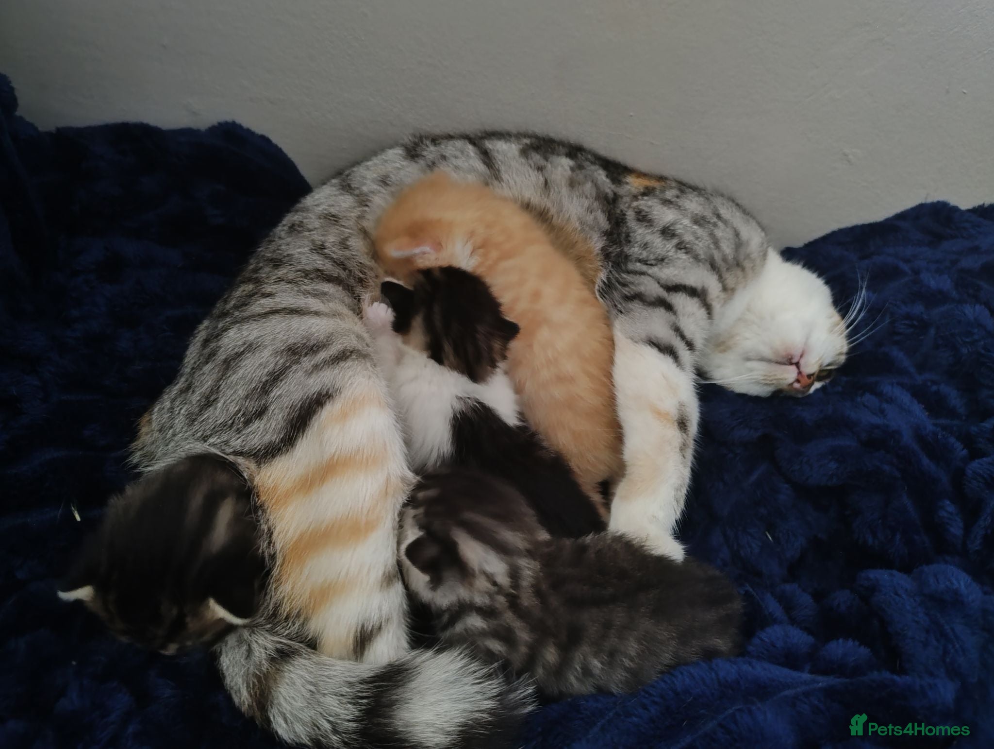Mixed Breed cats 4 beautiful kittens  - Advert 3