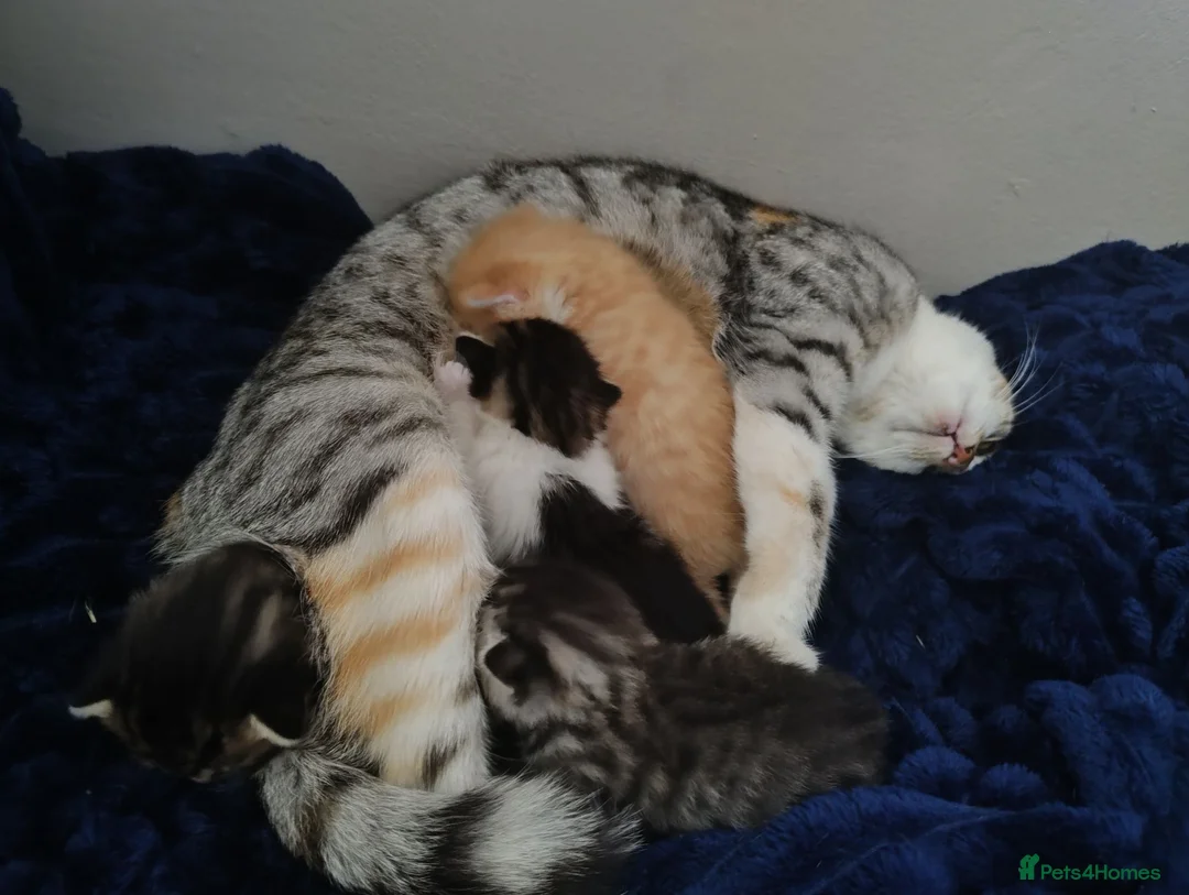 Mixed Breed cats for sale: 4 beautiful kittens  - Advert 1