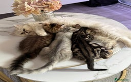 Persian cats for sale: Persian kittens  - Image 9