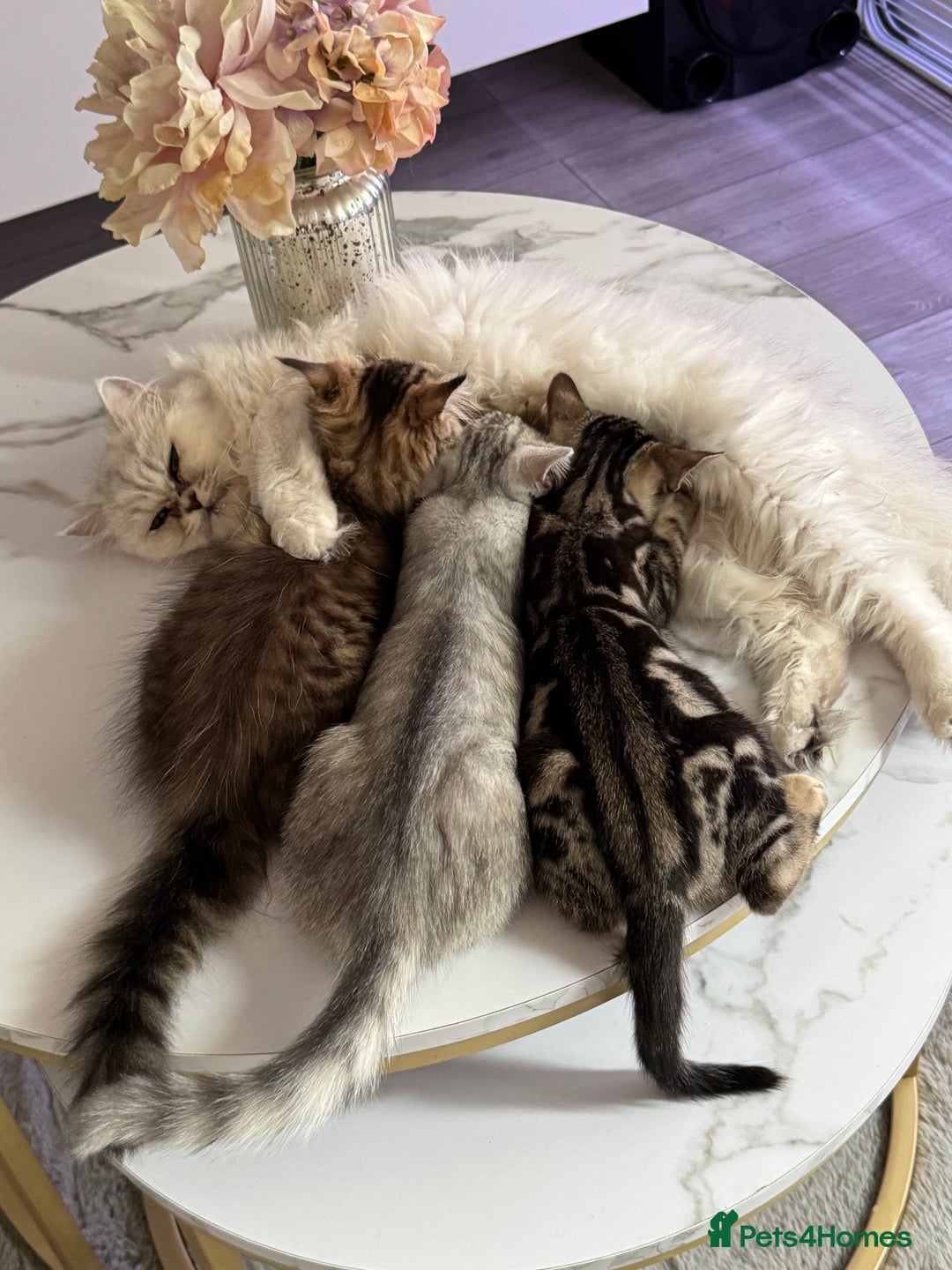 Persian cats for sale: Persian kittens  - Image 9