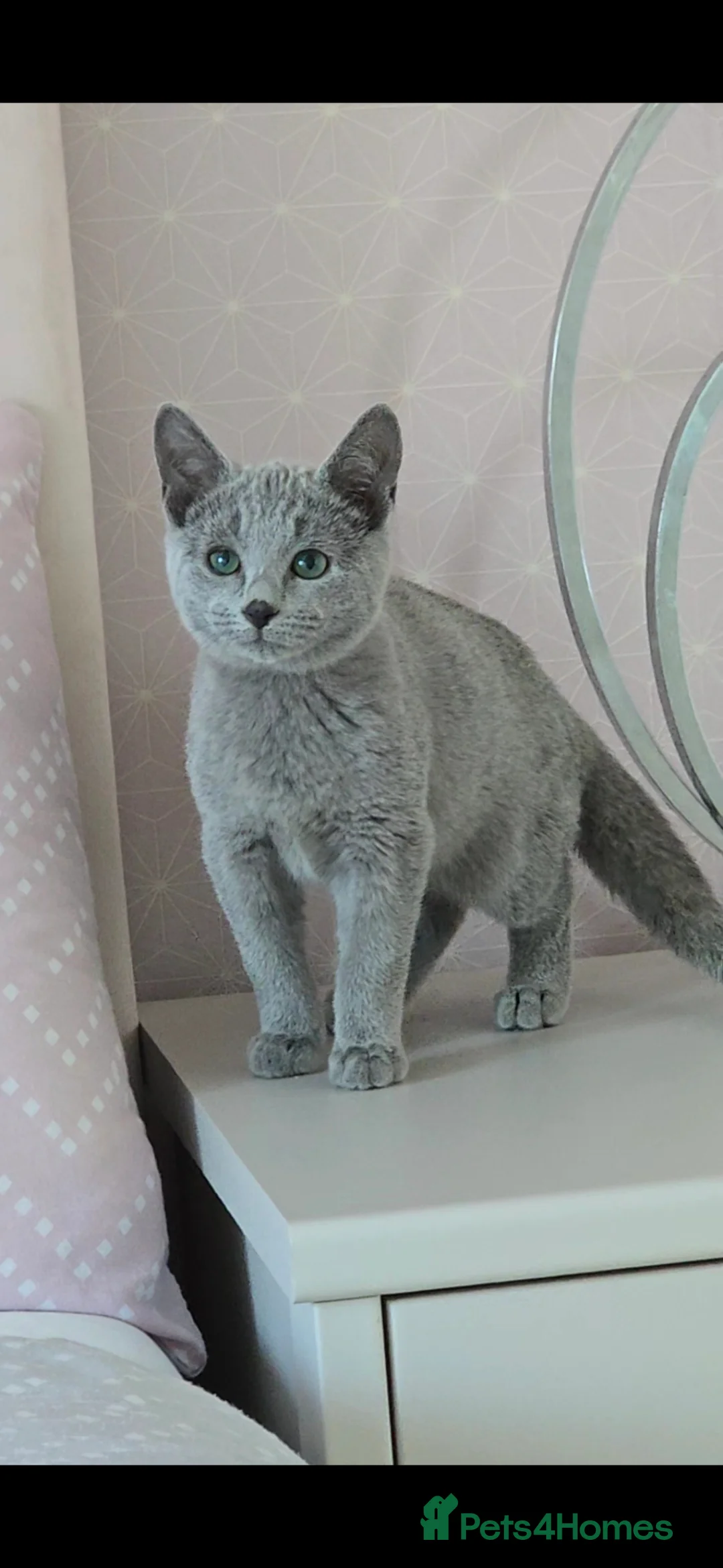 Russian Blue cats for sale: Full pedigree kittens  - Advert 2