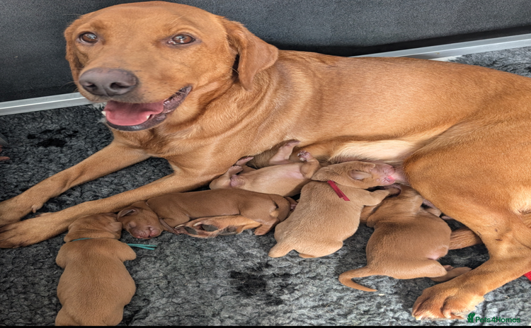 Labrador Retriever dogs - Advert 13