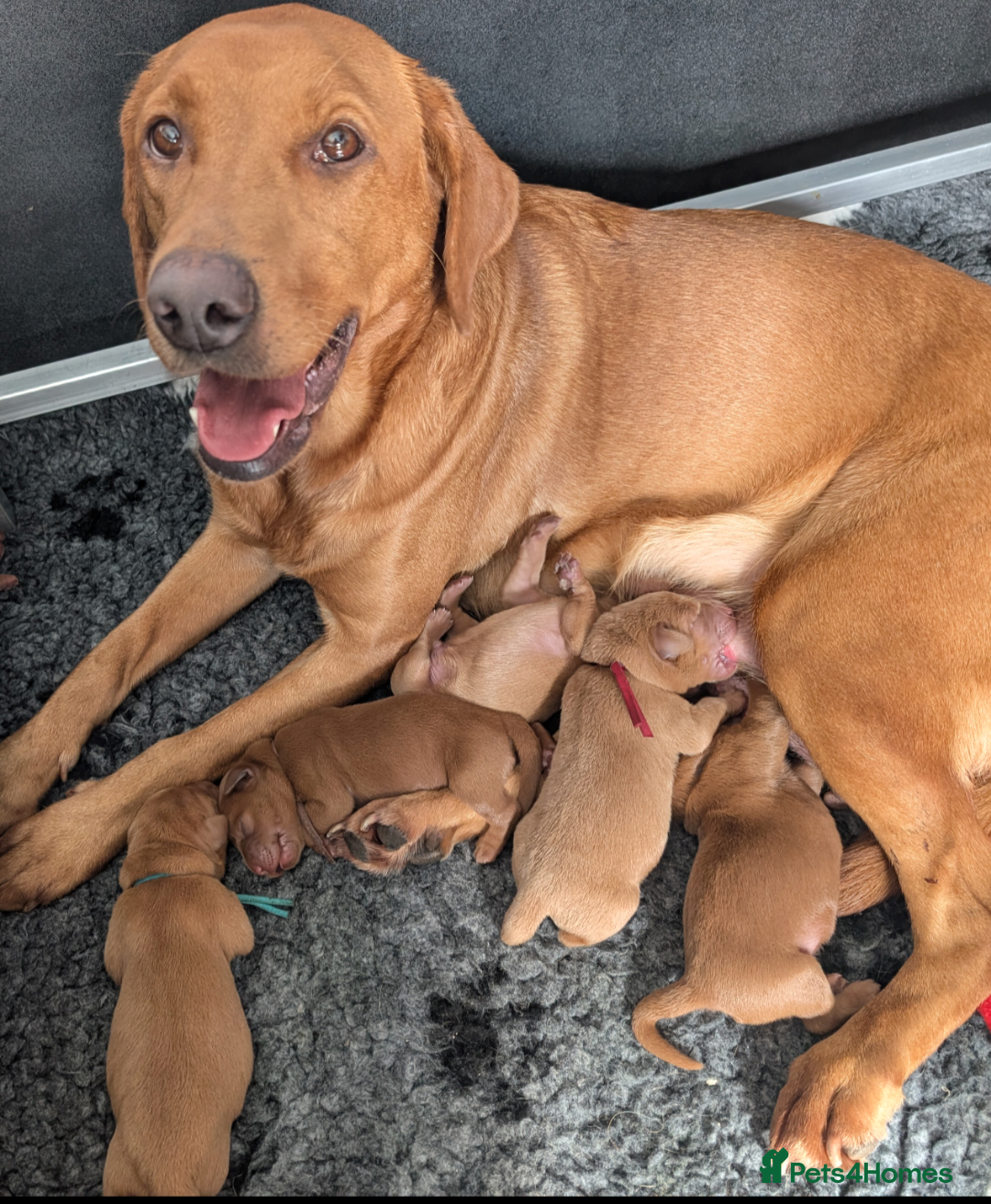Labrador Retriever dogs for sale: 5*Licenced home breeder fox red lab working lines  - Image 1