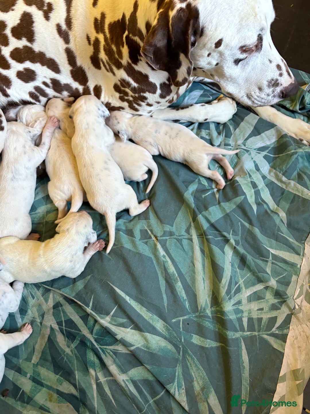 Dalmatian dogs for sale: Gorgeous chunky healthy Dalmatian puppies  - Image 9