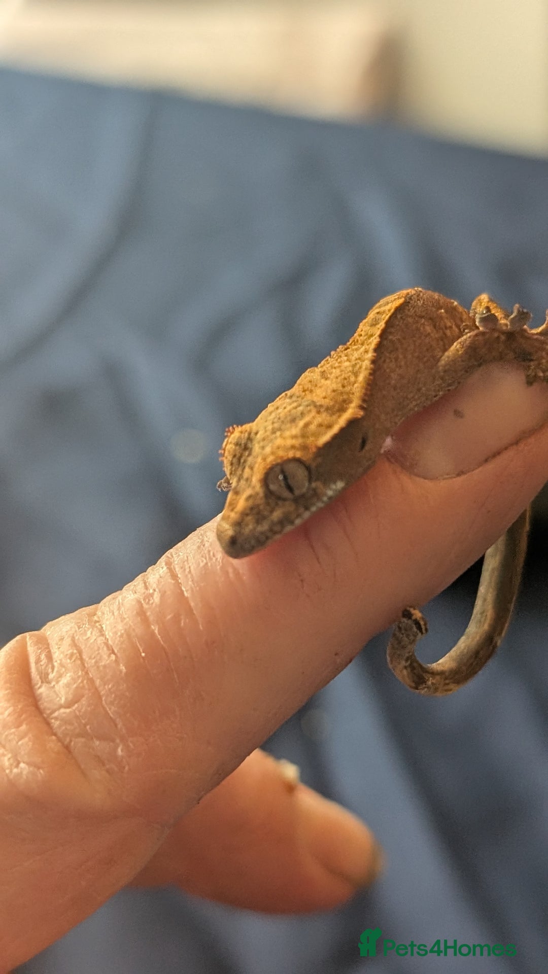 Gecko reptiles for sale: Crested Gecko Babies - Advert 4