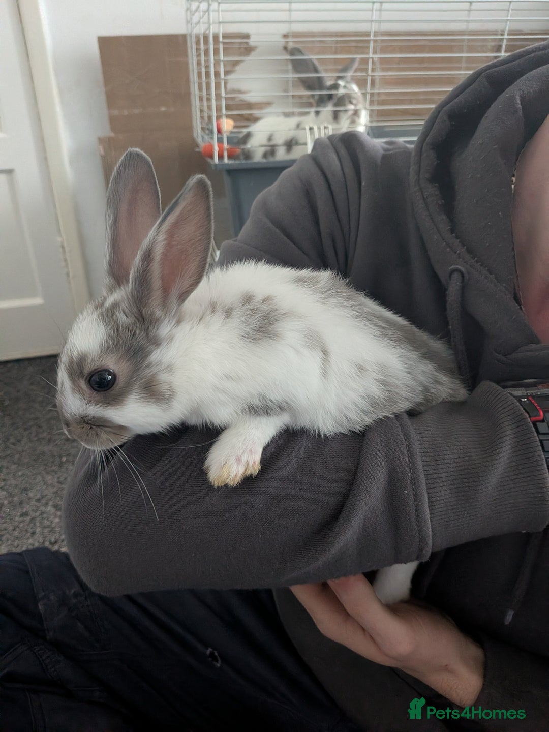 Mixed Breed rabbits for sale: Baby rabbits  - Advert 4