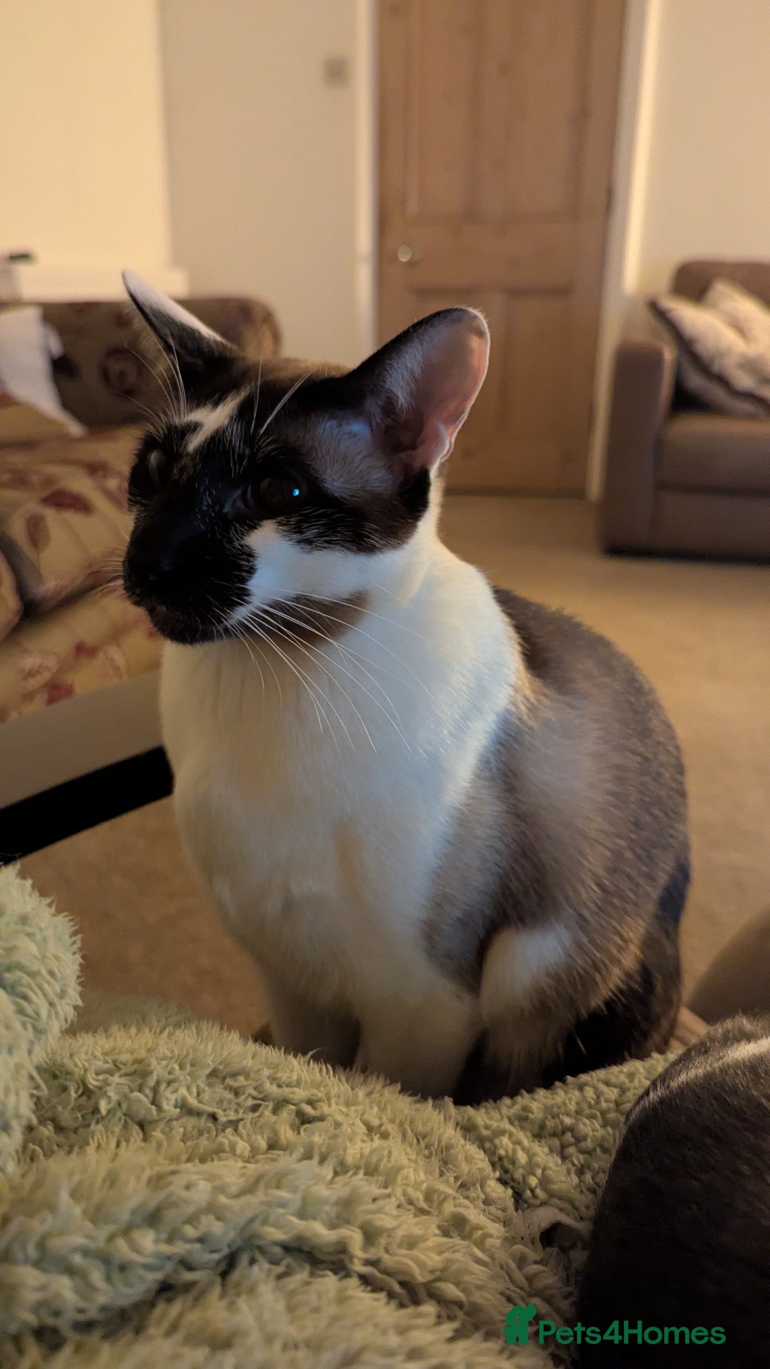 Oriental cats for sale: Blue Eyed Millie 3yr Old Oriental Shorthair Girl - Advert 18