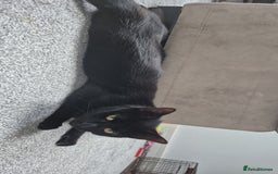 Domestic Shorthair cats for sale: Beautiful female cat £20 - Image 2