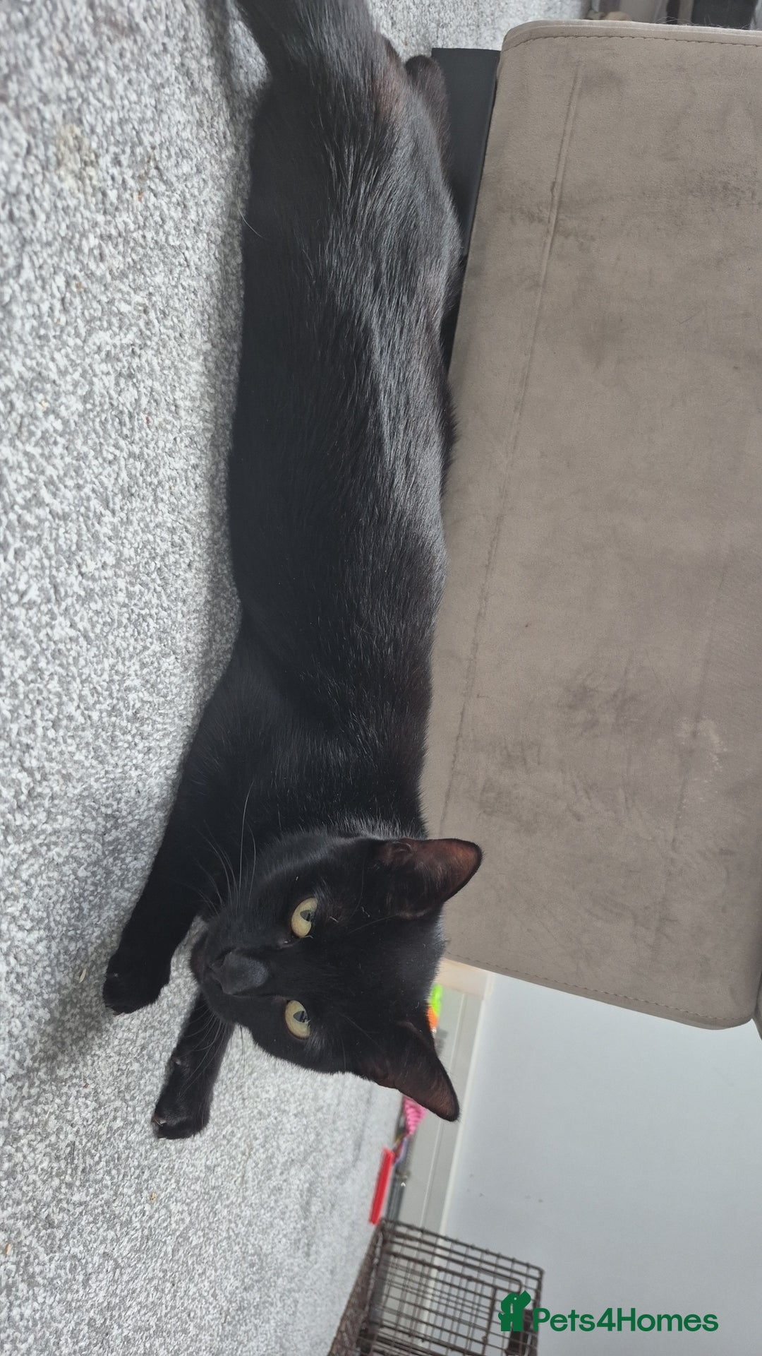 Domestic Shorthair cats for sale: Beautiful female cat £20 - Image 2