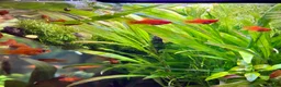 Platies fish for sale: Tropical Fish–Platty, Blue Cichlids, Swordtails - Advert 3