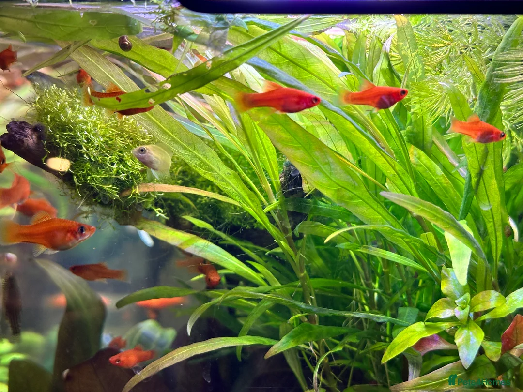 Platies fish for sale: Tropical Fish–Platty, Blue Cichlids, Swordtails - Advert 3
