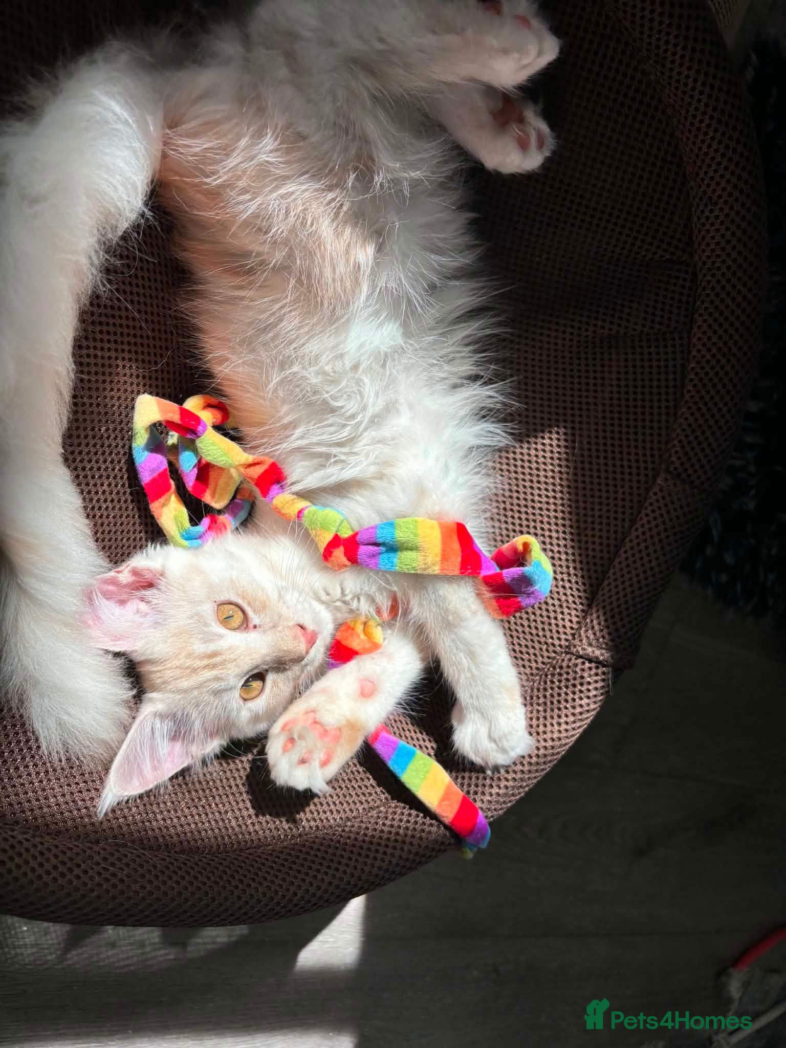 Maine Coon cats  RARELY LION KING - Advert 3