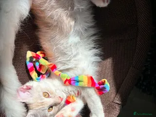 Maine Coon cats RARELY LION KING - Advert 3