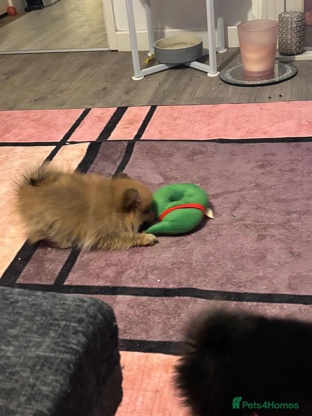 Pomeranian dogs for sale: Pomeranian puppies - Advert 11