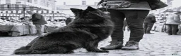 German Shepherd dogs for sale: Exceptional litter of ÚlfrVættir puppies due soon! - Advert 8