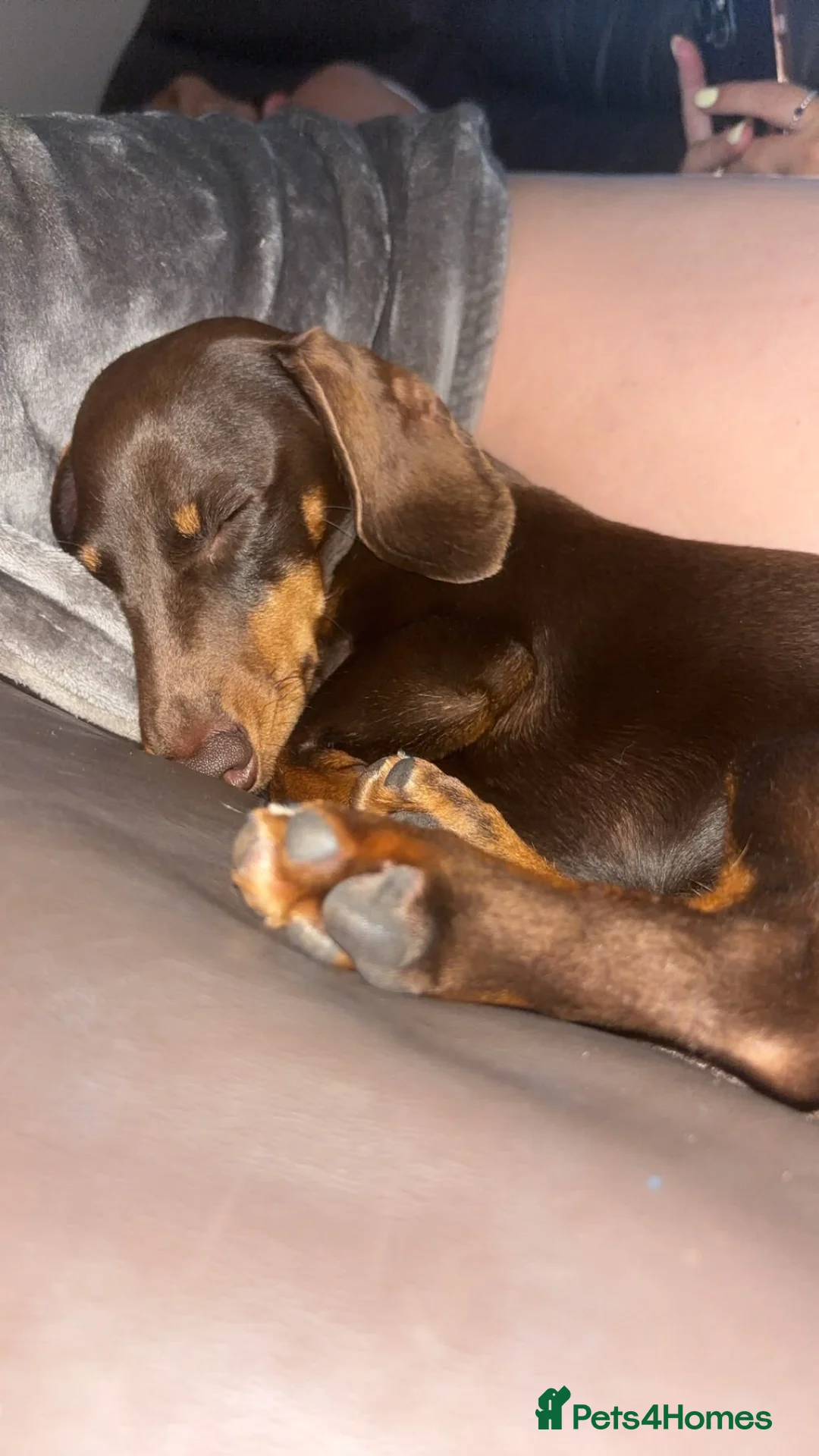 Miniature Dachshund dogs for stud: Bud the stud boy  - Advert 2