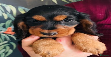 Cocker Spaniel dogs - Advert 12