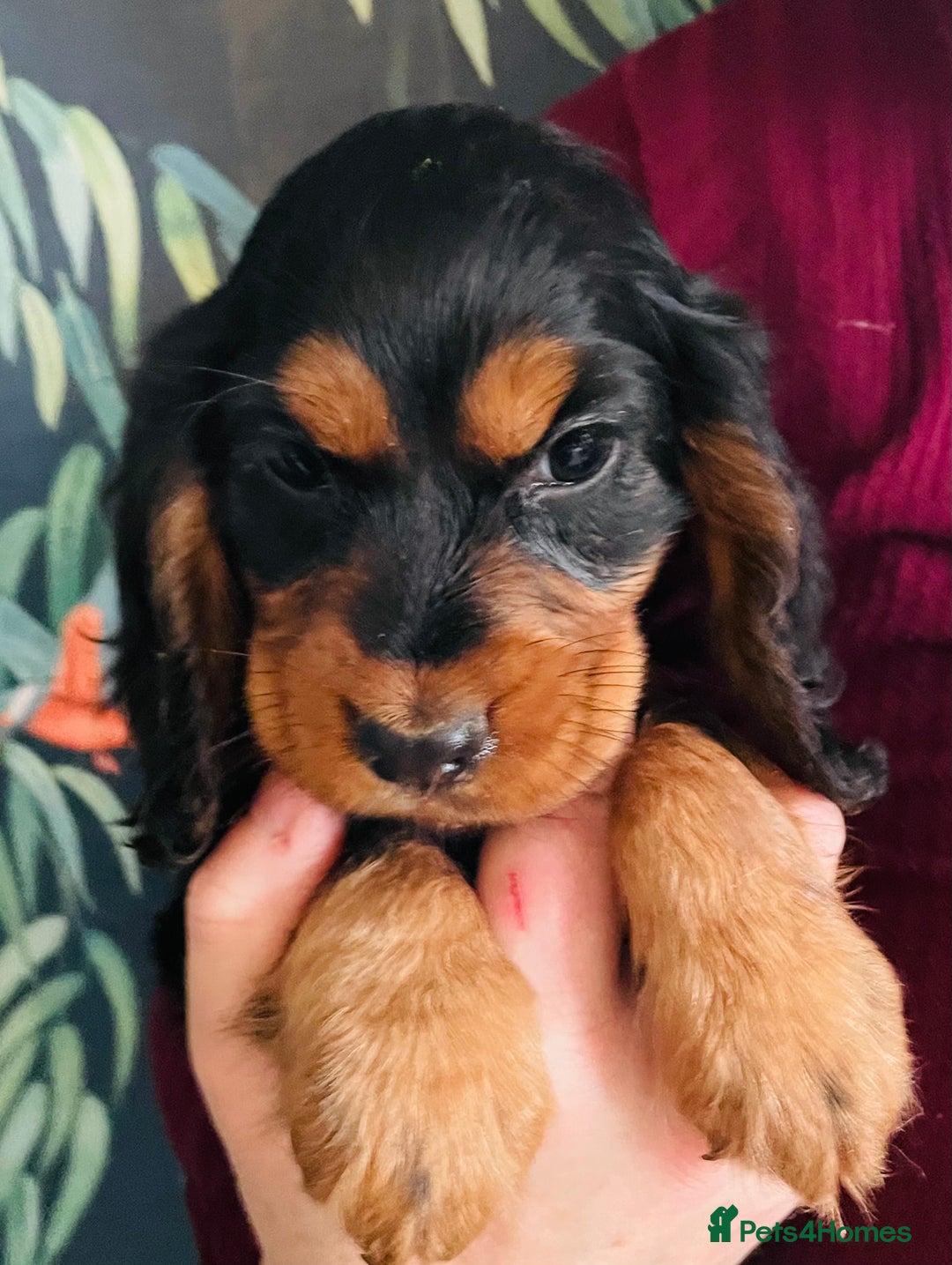 Cocker Spaniel dogs for sale: Health Tested Show Cocker Spaniels - Image 3