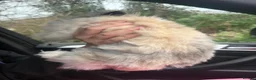 Lionhead rabbits for sale: Beautiful Female Lionhead Rabbit  - Advert 4
