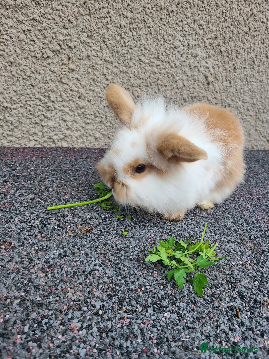 Mini Lion Lop rabbits for sale: Baby rabbits ready now males left - Advert 12