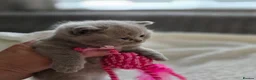 British Shorthair cats for sale: BEAUTIFUL BRITISH SHORTHAIR KITTENS  - Advert 15
