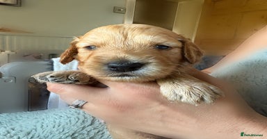 Goldendoodle dogs - Advert 4