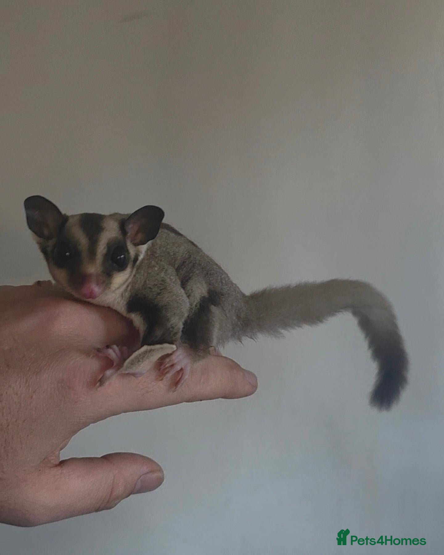 Sugar Glider rodents Baby Joey Gliders  - Advert 2