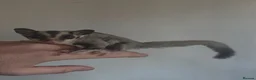 Sugar Glider rodents for sale: Baby Joey Gliders  - Advert 1