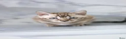 Bengal cats for sale: Unique Line Bengals Expected  - Advert 13