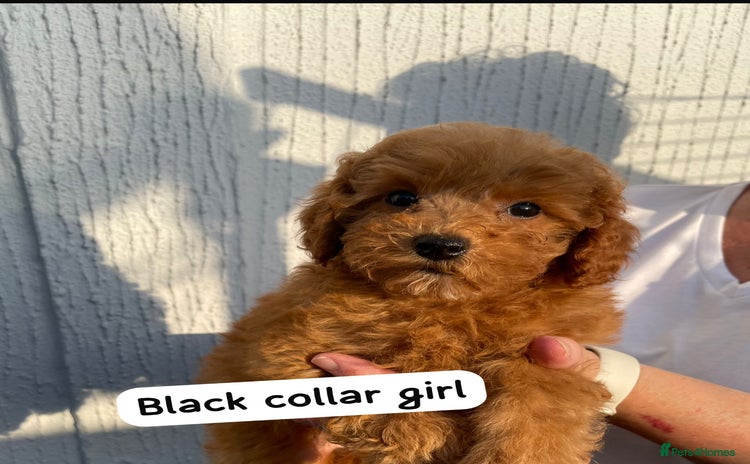 Cavapoochon dogs - Advert 1