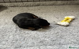Dachshund dogs for sale: Cross miniature dachshund puppies - Image 4