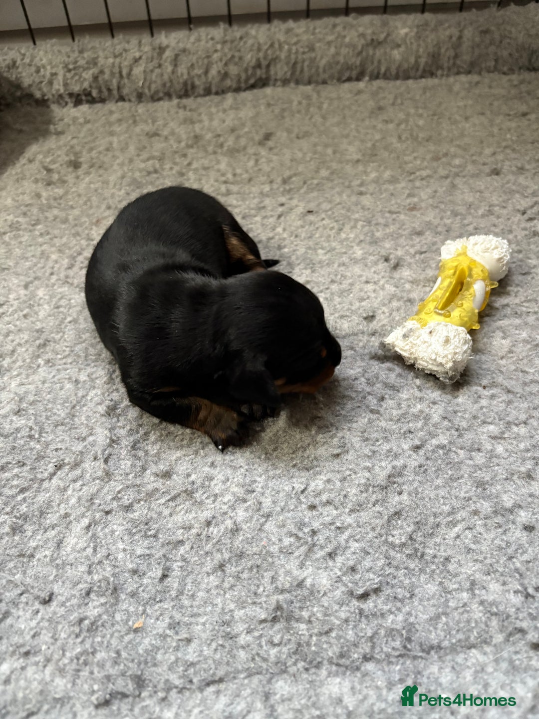 Dachshund dogs for sale: Cross miniature dachshund puppies - Image 4