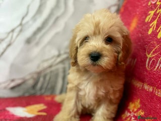 Cockapoo dogs beautiful puppies - Advert 4