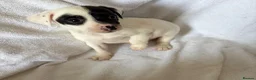Jack Russell dogs for sale: 5 jack russell puppies for sale  - Advert 5