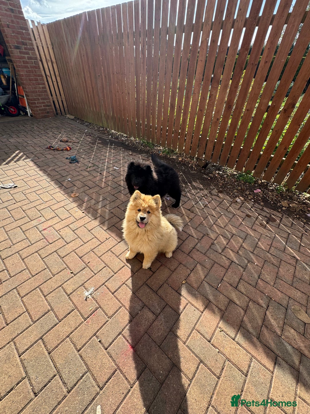 Chow Chow dogs for sale:  🐾 LAST TWO Ready to go STUNNING GIRL chow chows* - Image 13