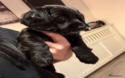 Mixed Breed dogs for sale: Dockers! Beautiful 3 girls left READY NOW  - Advert 2