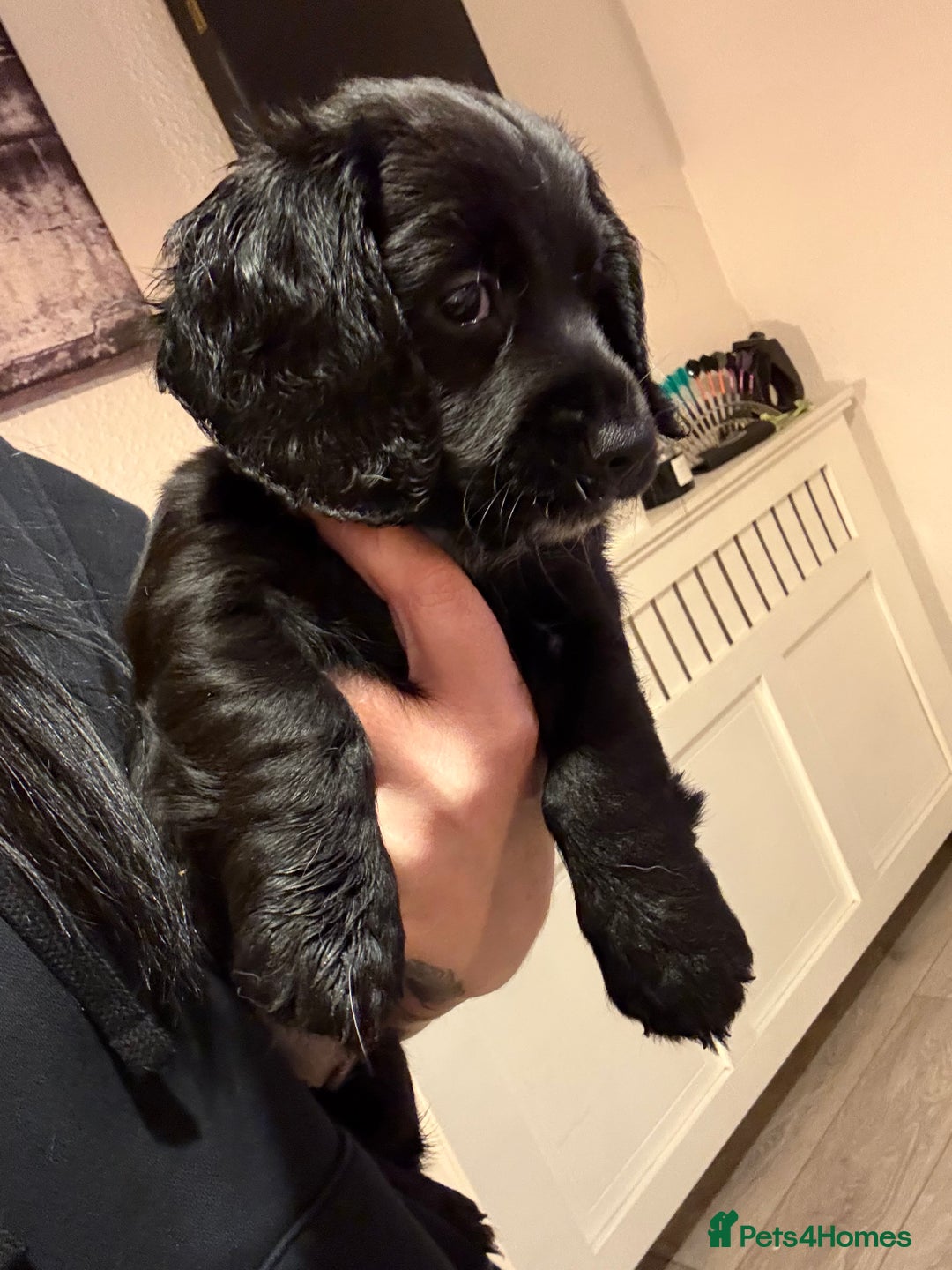 Mixed Breed dogs for sale: Dockers! Beautiful 3 girls left READY NOW  - Advert 2