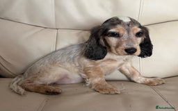 Cocker Spaniel dogs for sale: Beautiful Cocker Spaniel Girl Puppy - Advert 5