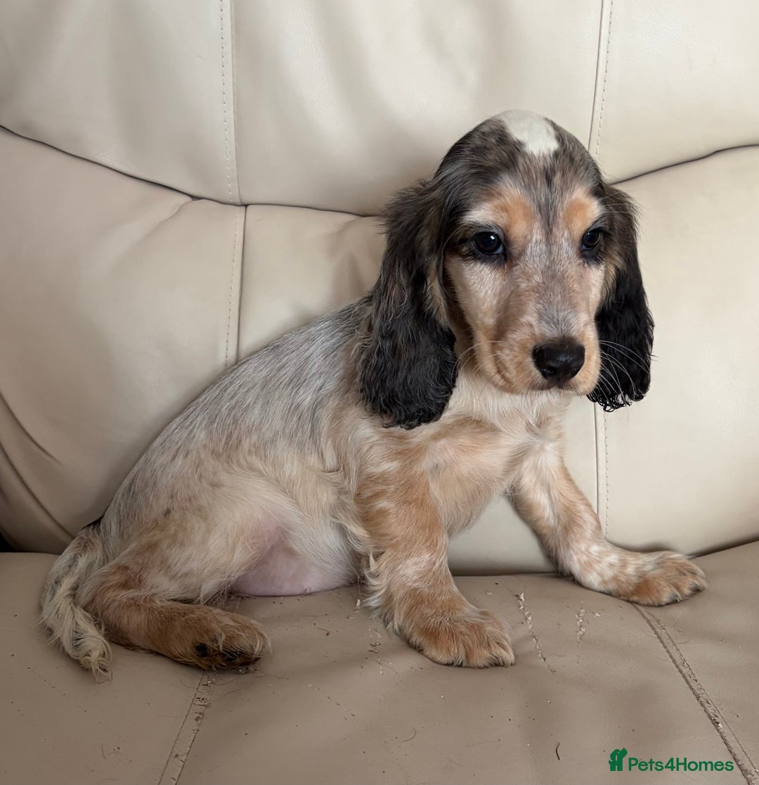 Cocker Spaniel dogs for sale: Beautiful Cocker Spaniel Girl Puppy - Advert 5