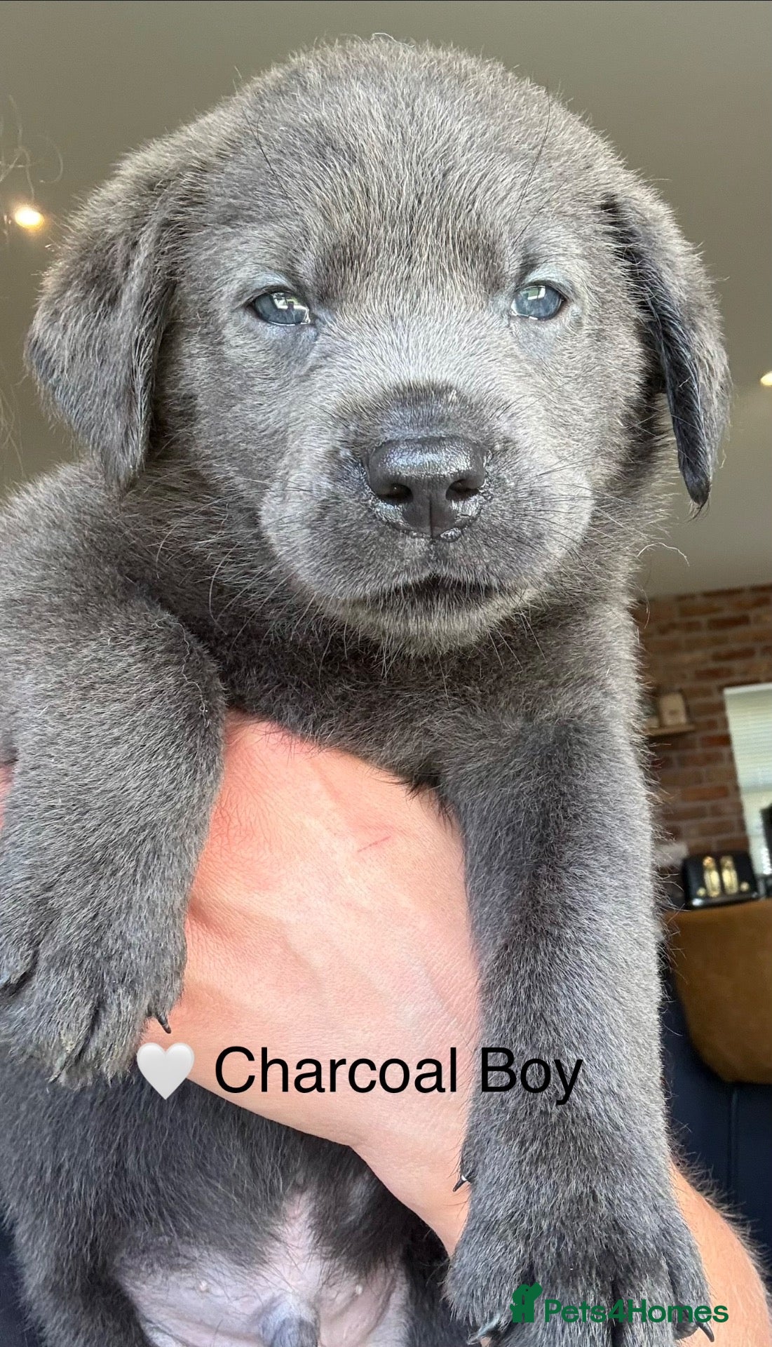 Labrador Retriever dogs KC registered Silver/Champagne/Charcoal Labradors - Advert 2