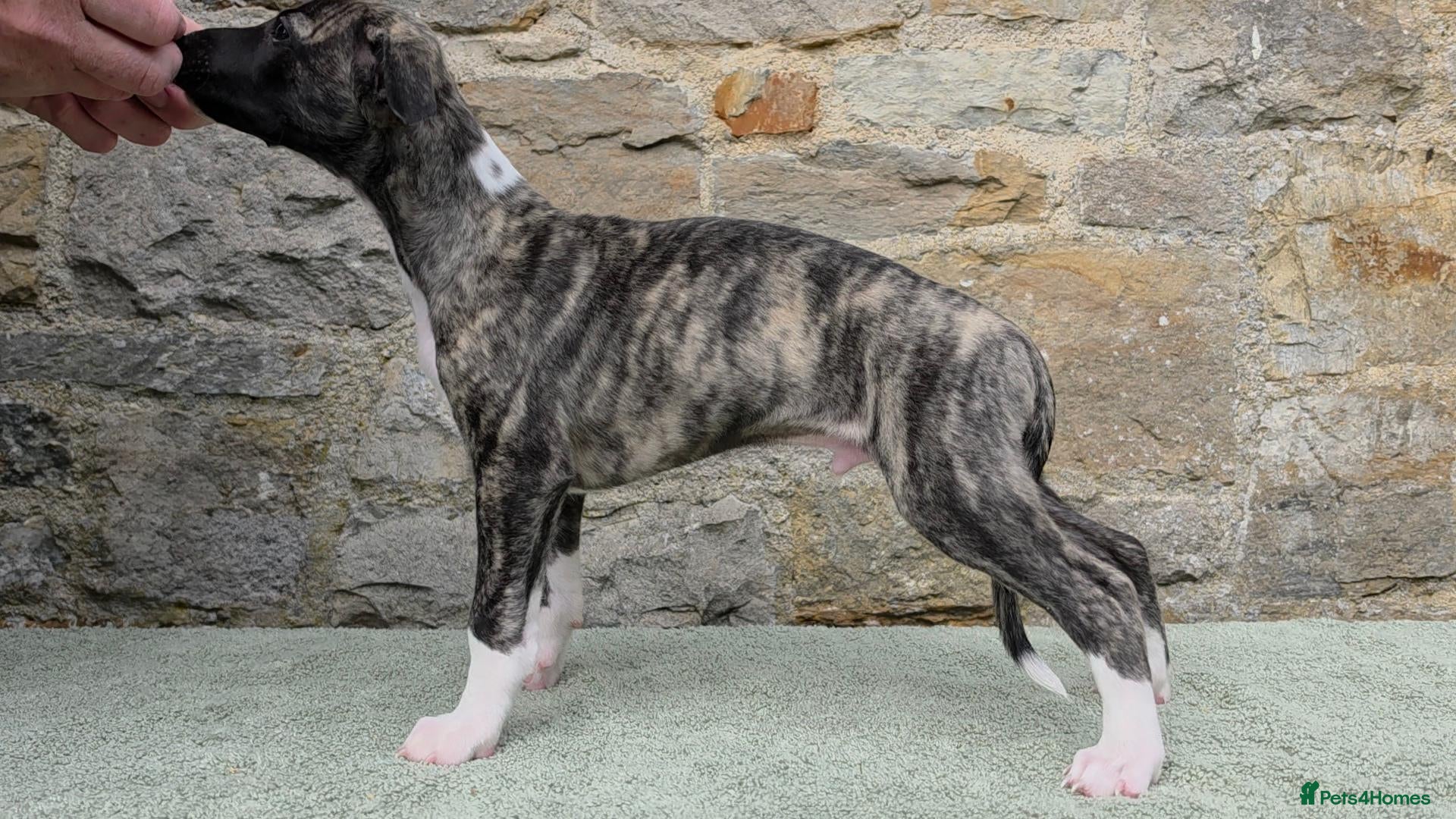 Whippet dogs Pedigree bred show whippets  - Advert 2