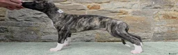 Whippet dogs for sale: Pedigree bred show whippets  - Advert 1