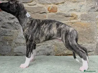 Whippet dogs Pedigree bred show whippets - Advert 2