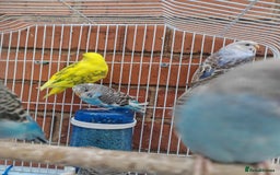 Budgerigars birds for sale: Budgies  - Image 2